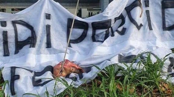 Świński łeb na płocie centrum treningowego? „Nie mogłam uwierzyć własnym oczom” Zdjęcie główne wpisu