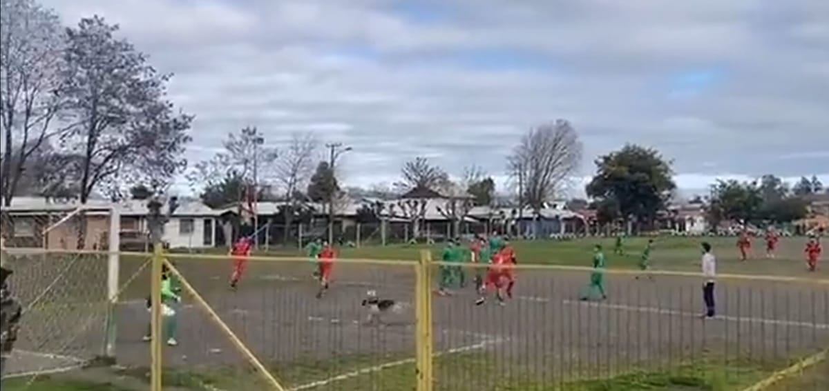 Bezpański pies strzelił gola podczas meczu w Chile. Co za wykończenie! [WIDEO] Zdjęcie główne wpisu