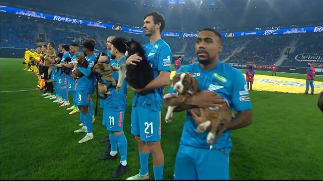 Piękny gest piłkarzy Zenita. Na mecz wyszli z psami ze schroniska [WIDEO] Zdjęcie główne wpisu