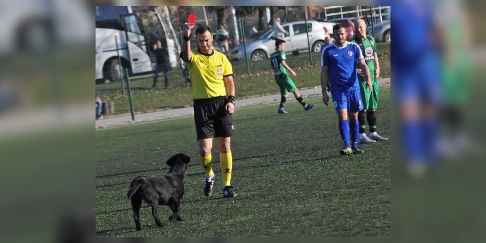Niecodzienna sytuacja w Serbii. Pies ukarany czerwoną kartką Obraz wpisu