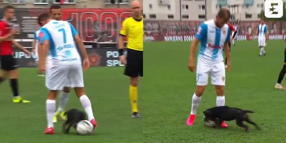 Niespodziewany gość na murawie. Pies zabrał piłkę i założył siatkę piłkarzowi [WIDEO] Obraz wpisu