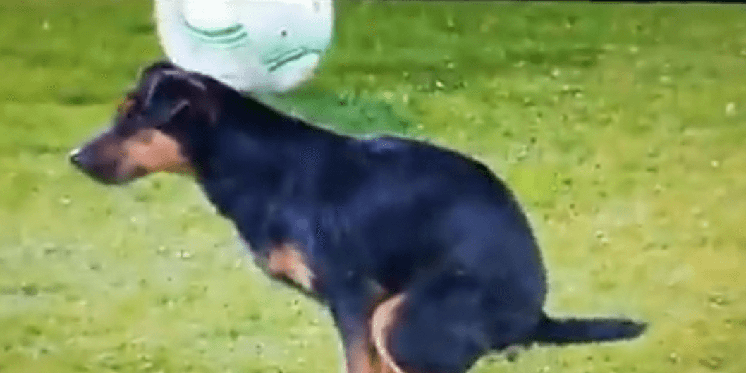 Nieoczekiwany gość na meczu LKE. Pies pojawił się na boisku i zrobił niespodziankę [WIDEO] Obraz wpisu