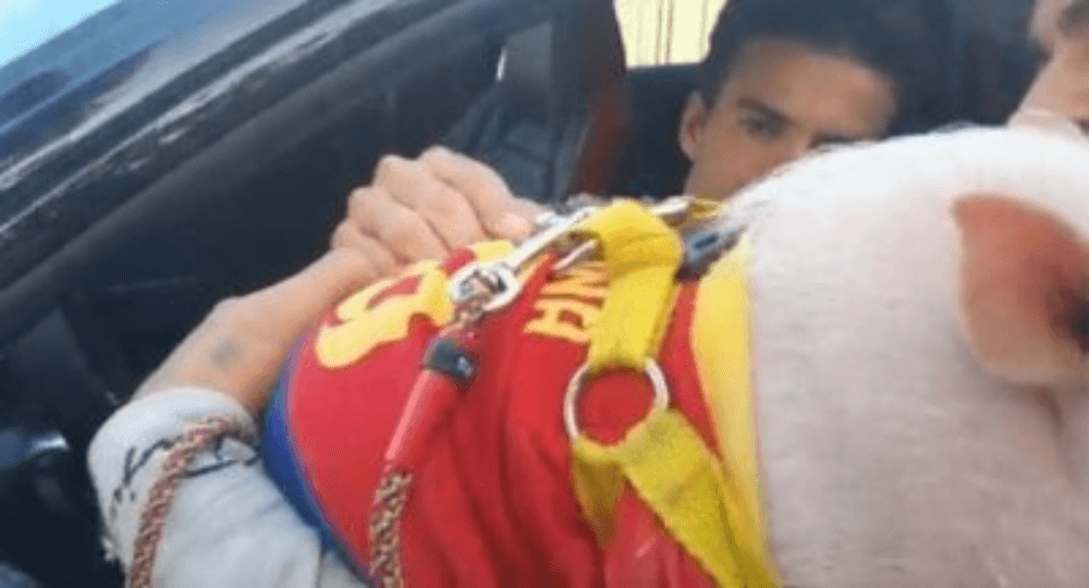 Zawodnik Barcelony dał autograf na… świni. Nagranie zostało hitem internetu [WIDEO] Obraz wpisu