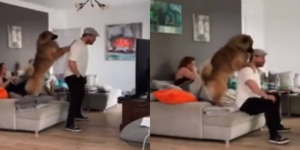 Trener FC Koeln oglądał mecz drużyny w telewizji. Córka nagrała wyczyny ojca [WIDEO] Obraz wpisu