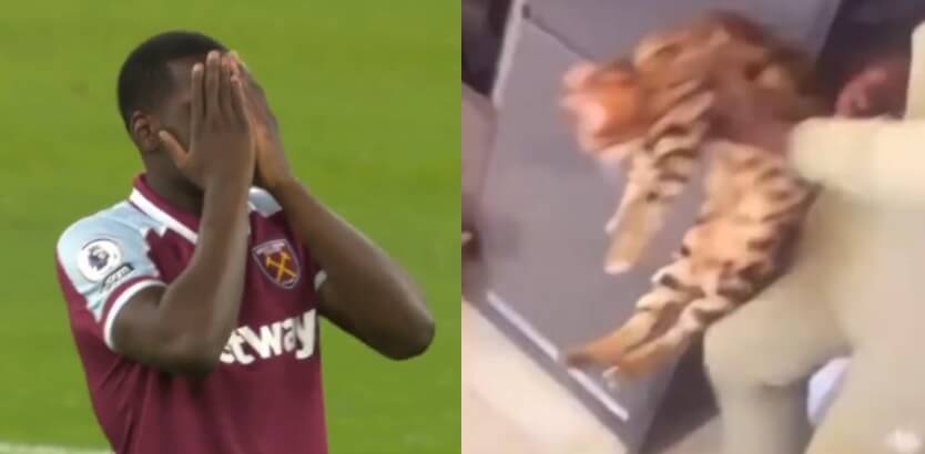 Kibice nie mają litości dla Zoumy. Buczenie oraz wyzwiska po znęcaniu się nad kotem [WIDEO] Obraz wpisu