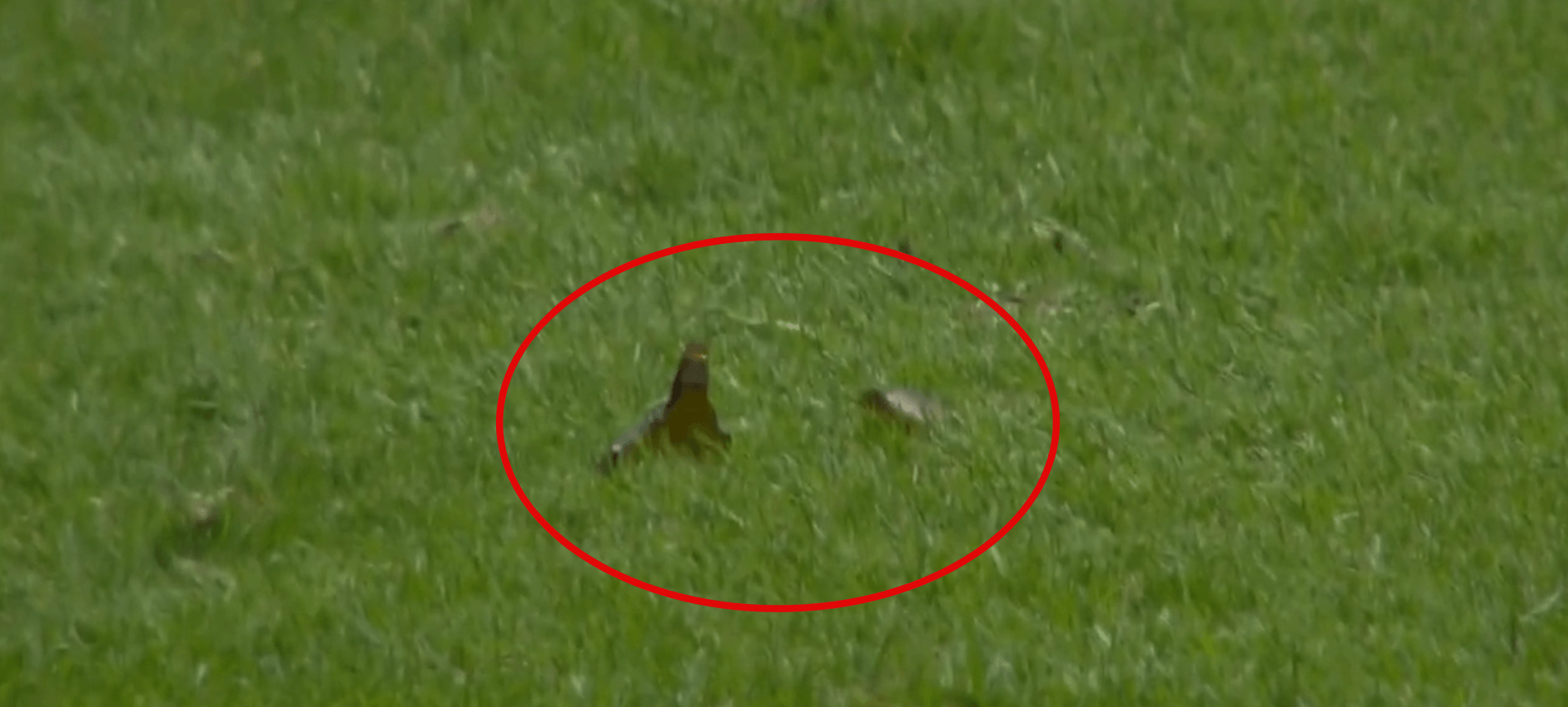 Niebezpieczna sytuacja podczas derbów Glasgow. Na boisku znaleziono szkło Obraz wpisu