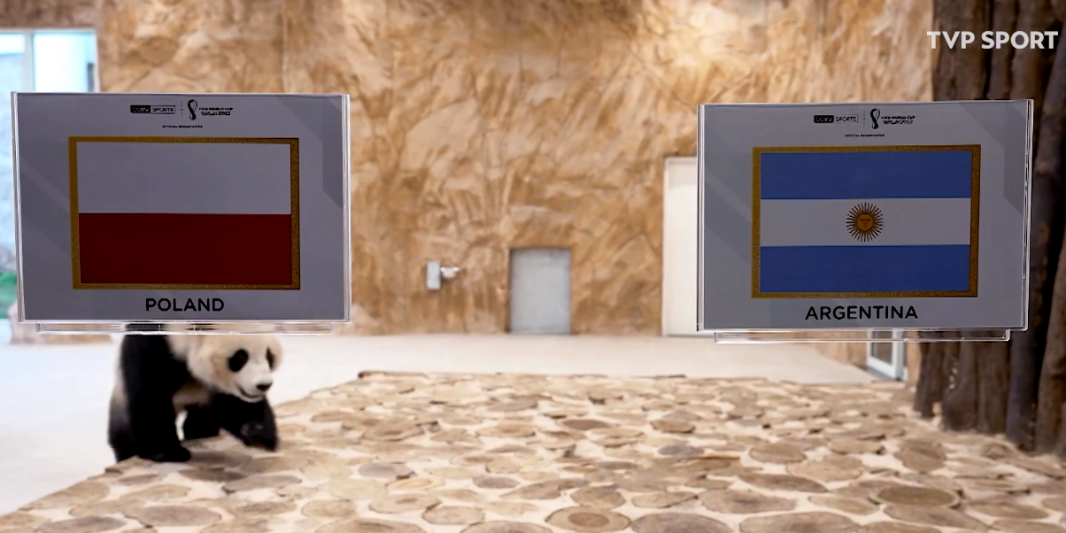 Panda wytypowała zwycięzcę meczu Polska-Argentyna Obraz wpisu